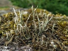 Cladonia glauca