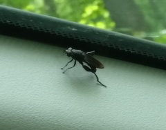 Chalcosyrphus chalybeus