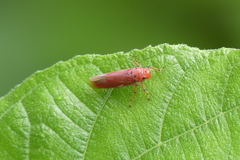 Bothrogonia indistincta