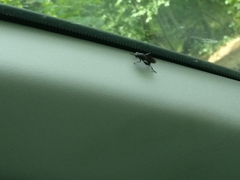 Chalcosyrphus chalybeus