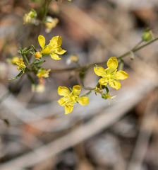 Hesperolinon breweri