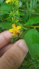Hypericum galioides