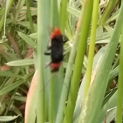 Cantharis fusca