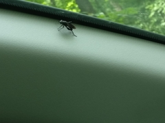 Chalcosyrphus chalybeus