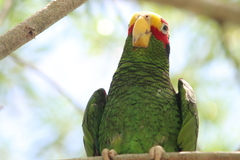 Amazona xantholora