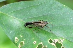 Orthopagus splendens