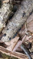 Annulohypoxylon truncatum