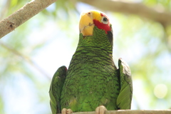 Amazona xantholora