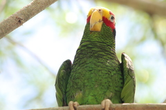 Amazona xantholora