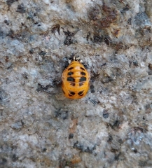 Harmonia axyridis