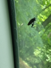 Chalcosyrphus chalybeus