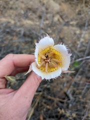 Calochortus plummerae