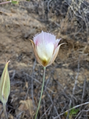 Calochortus plummerae