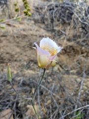 Calochortus plummerae