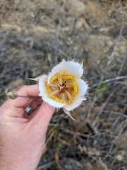 Calochortus plummerae