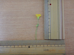 Oxalis dillenii