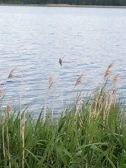 Acrocephalus schoenobaenus