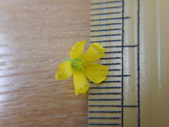 Oxalis dillenii