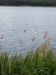 Acrocephalus schoenobaenus