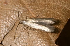 Tischeria