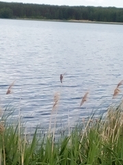 Acrocephalus schoenobaenus