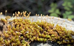 Ptychomitrium crispatum