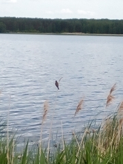 Acrocephalus schoenobaenus