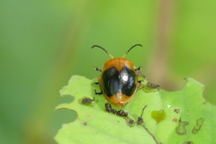 Oides palleata