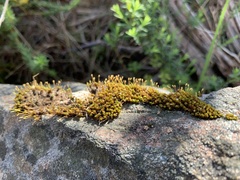 Ptychomitrium crispatum