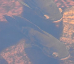 Astronotus ocellatus