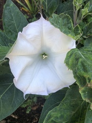 Datura wrightii