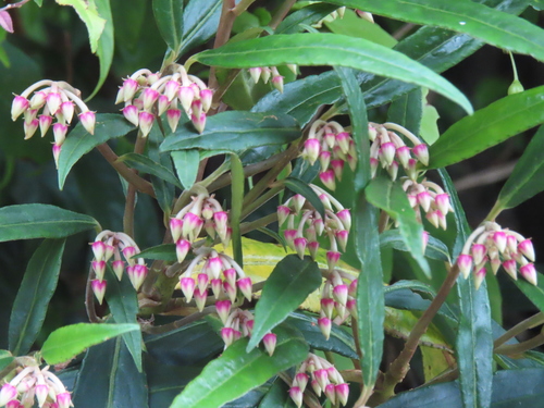 Ardisia crispa