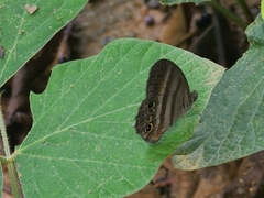 Cissia myncea