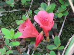 Rhododendron nakaharai