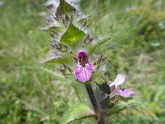 Stachys heraclea