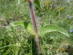 Stachys heraclea