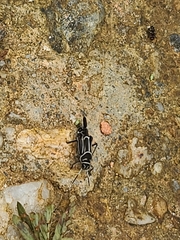 Ripipteryx rivularia