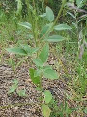 Clarkia xantiana