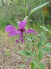 Clarkia xantiana