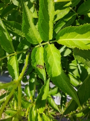 Vespula vulgaris
