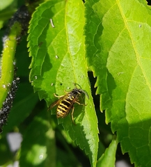 Vespula vulgaris