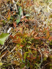 Vaccinium boreale
