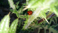 Coccinella septempunctata