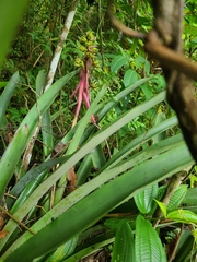 Aechmea aquilega