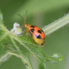 Paridea octomaculata