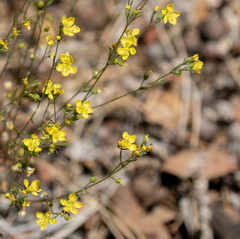 Hesperolinon breweri