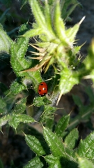 Coccinella septempunctata
