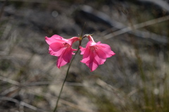 Gladiolus meridionalis