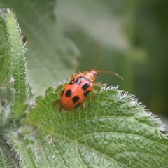Paridea octomaculata