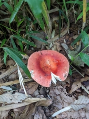 Russula